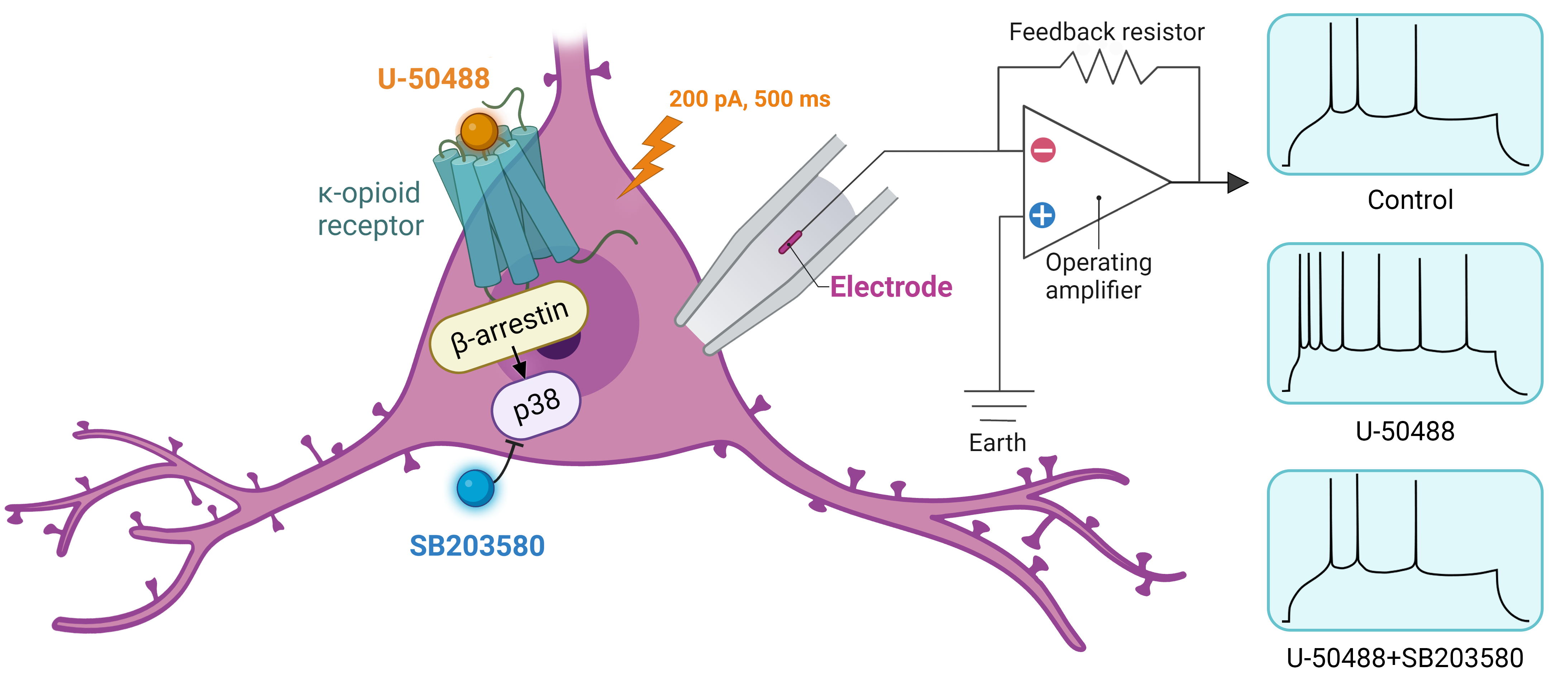 Whole-cell patch-clamp recordings from basolateral amygdala pyramidal cells showing spiking patterns in response to 200 pA, 500 ms-long current injections following the treatment with the kappa-opioid agonist U-50488 and the p38 MAPK inhibitor SB203580. U-50488 increased the excitability of pyramidal neurons, an effect that was blocked by SB203580, suggesting the involvement of the beta-arrestin pathway in basolateral amygdala neural activity.